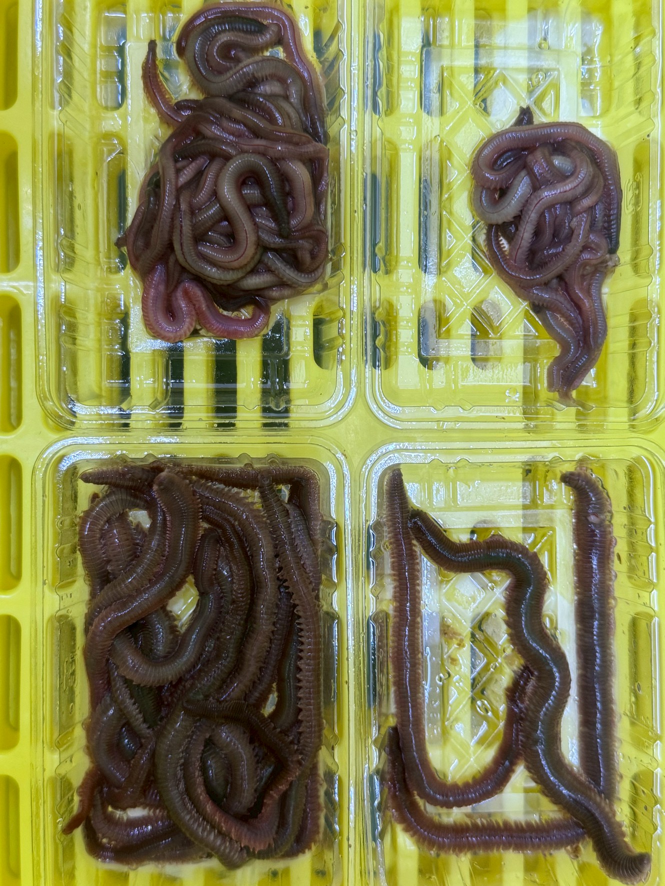 虫エサは石ゴカイ、青イソメ共に３５０円（約２時間）、６００円（約４時間）分、２サイズあります。釣太郎