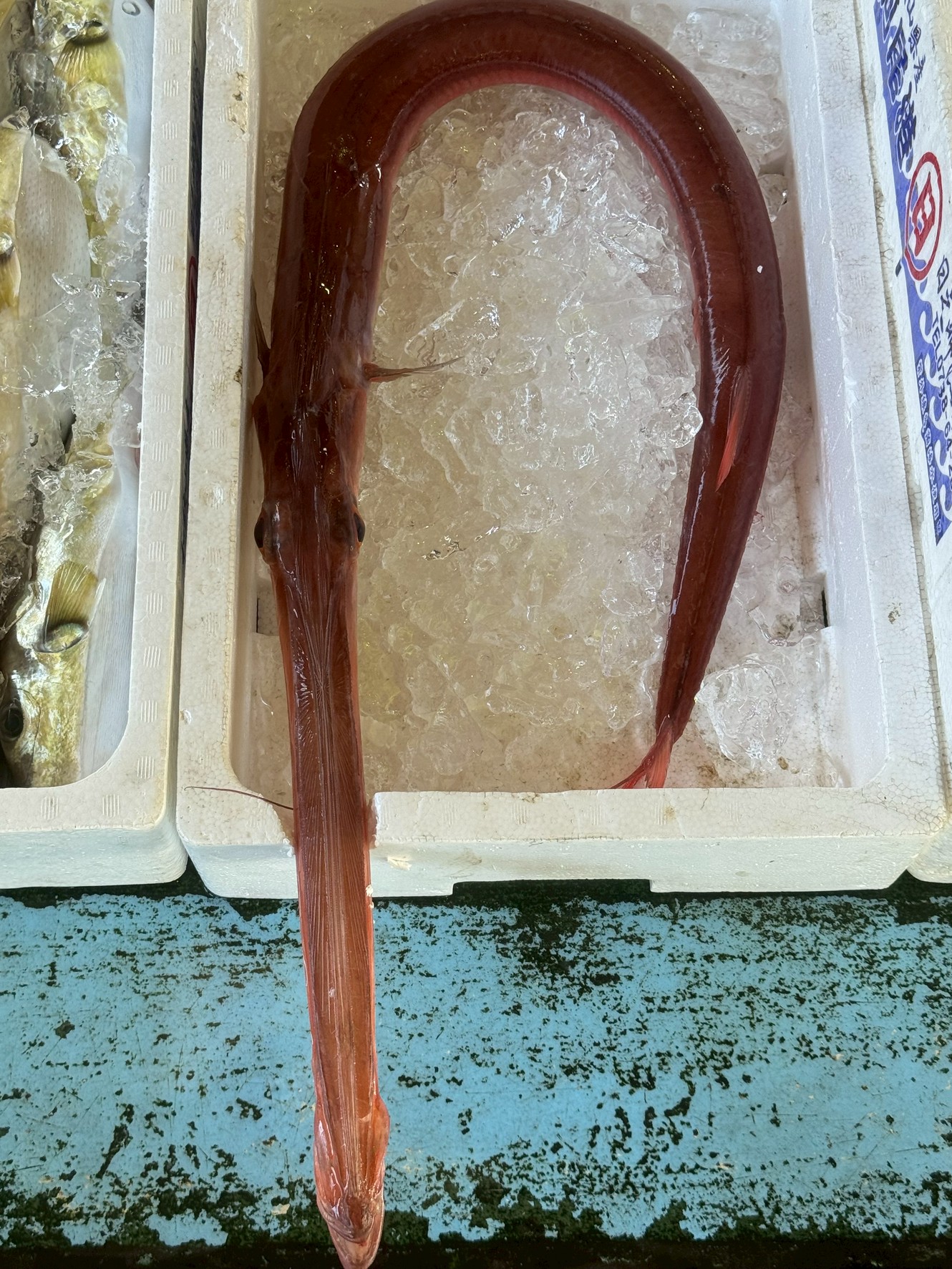 高級魚アカヤガラの魅力とは？特徴・生態・味わい・使い方を徹底解説【釣り人・料理人必見】釣太郎