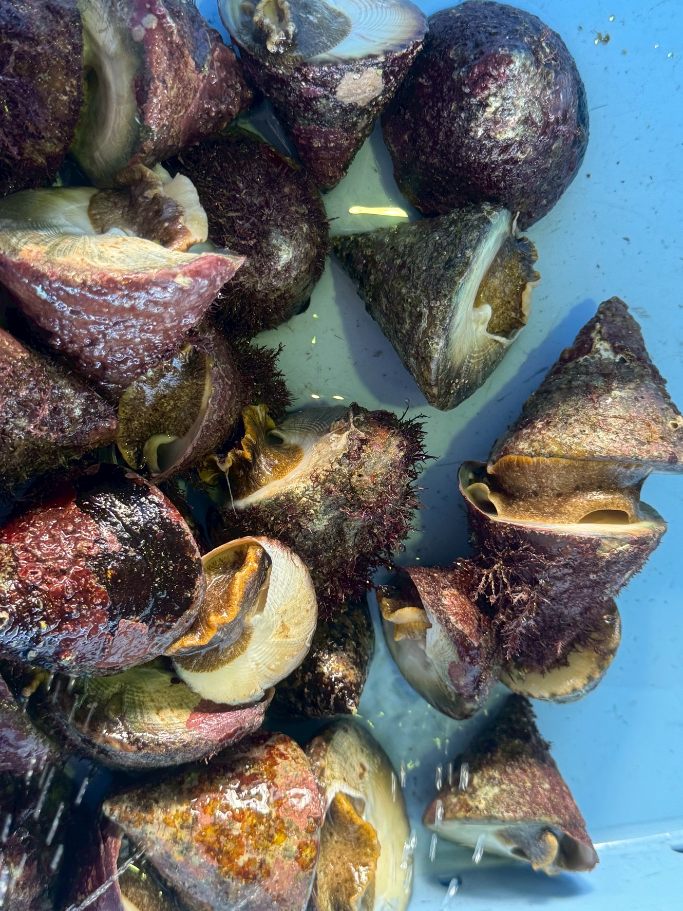 地元ではシッタカと呼ばれる三角巻貝ギンタカハマ。湯がいて食べると美味。釣太郎