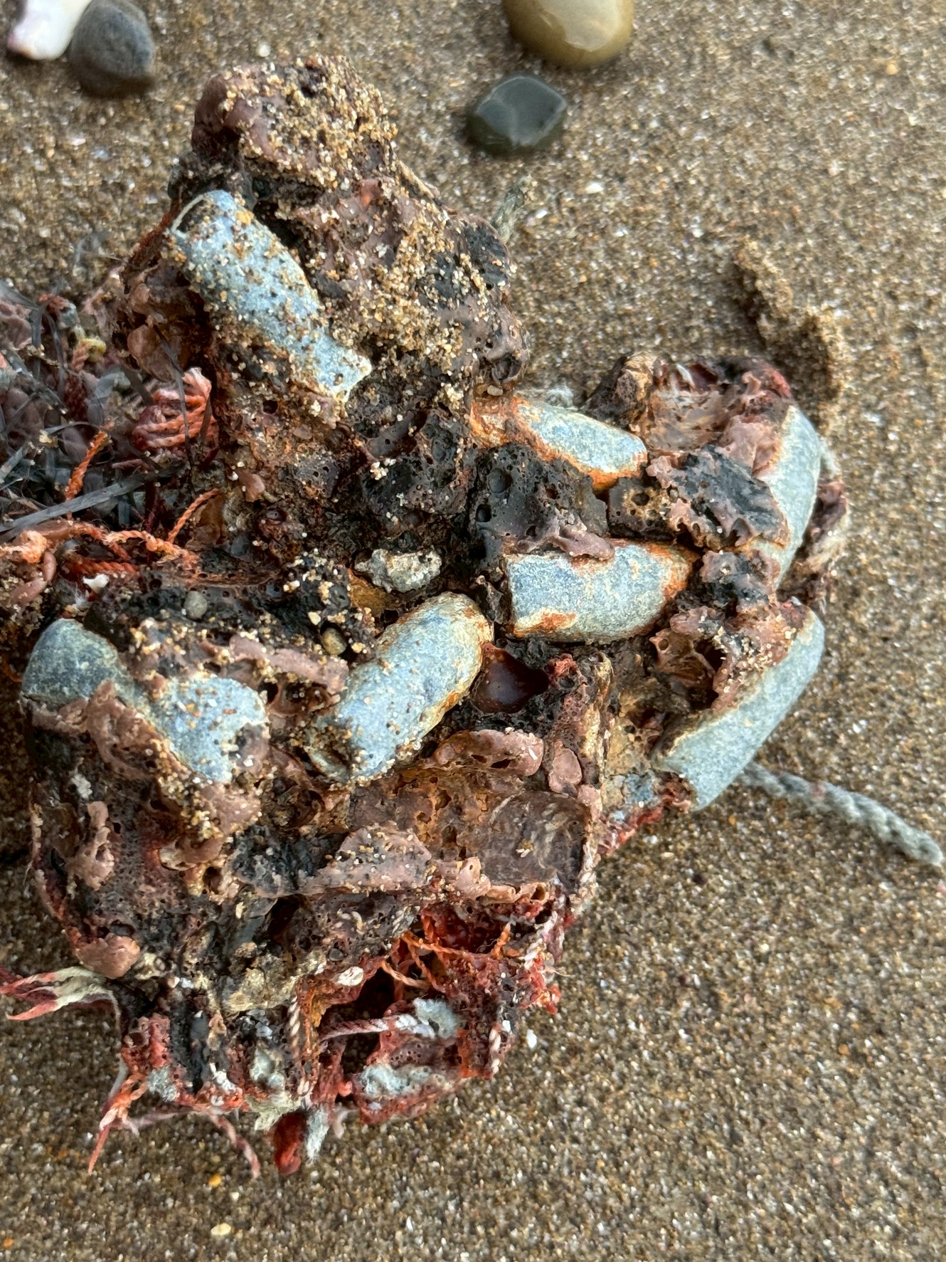 【浜辺に漂着した謎の物体】これは何？正体は「漁具の絡まり」かも！～釣り人＆海岸利用者必見～。釣太郎