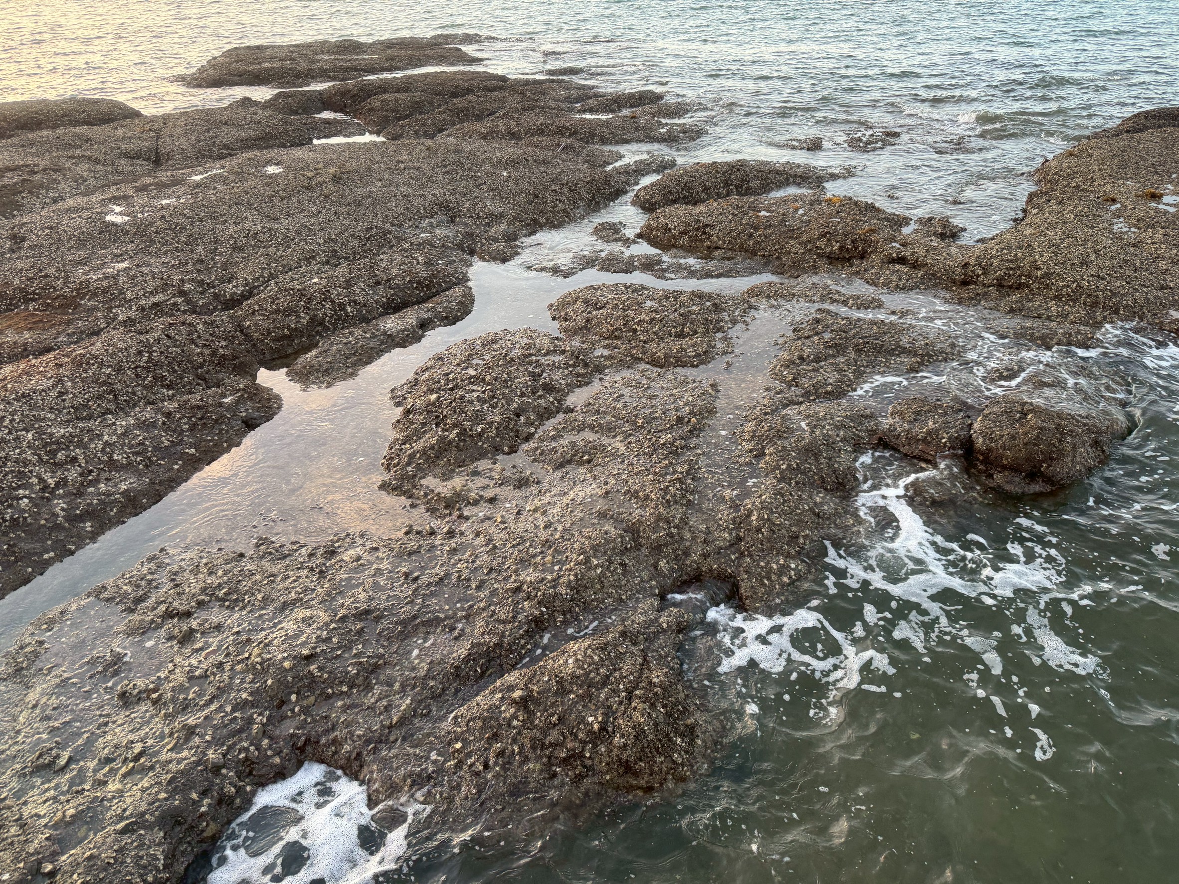 【海の地形講座】磯ってどうやってできたの？釣り人や海好き必見の地形の秘密を解説！釣太郎