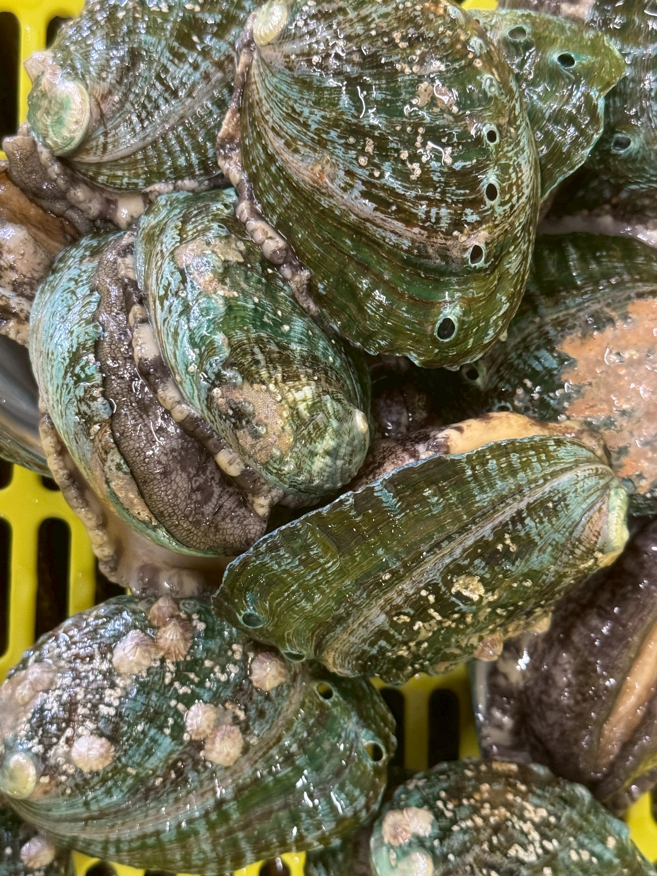 青いアワビ＝養殖。選び方のコツは“色・質感・価格”。釣太郎