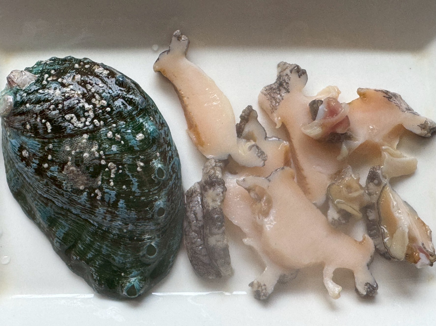 養殖アワビを初めて食べましたが、予想より歯ごたえがあり、これなら天然との違いはあまり変わらない。釣太郎