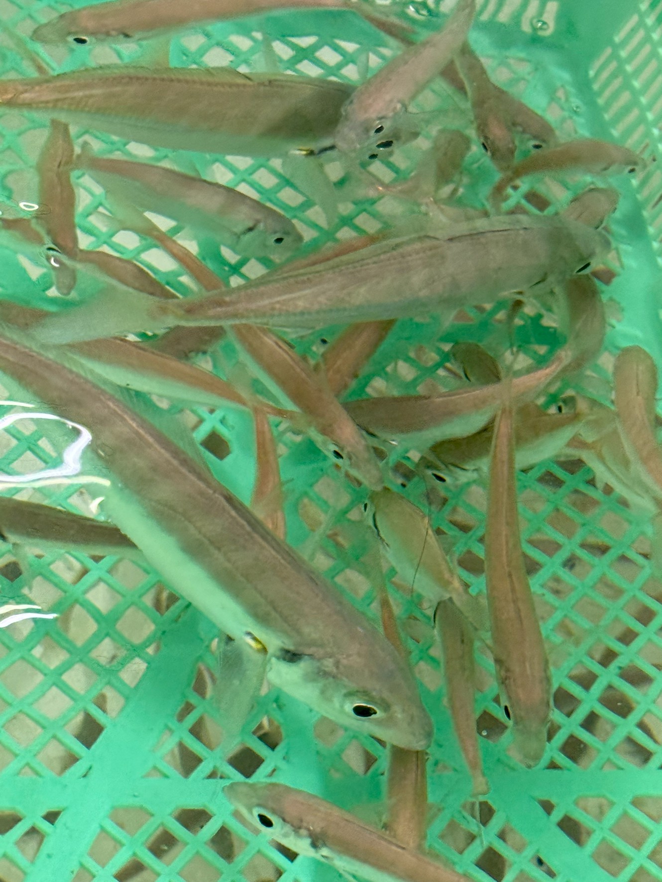 のませ用とアオリイカ釣り用活アジ、2サイズ入荷しています。釣太郎