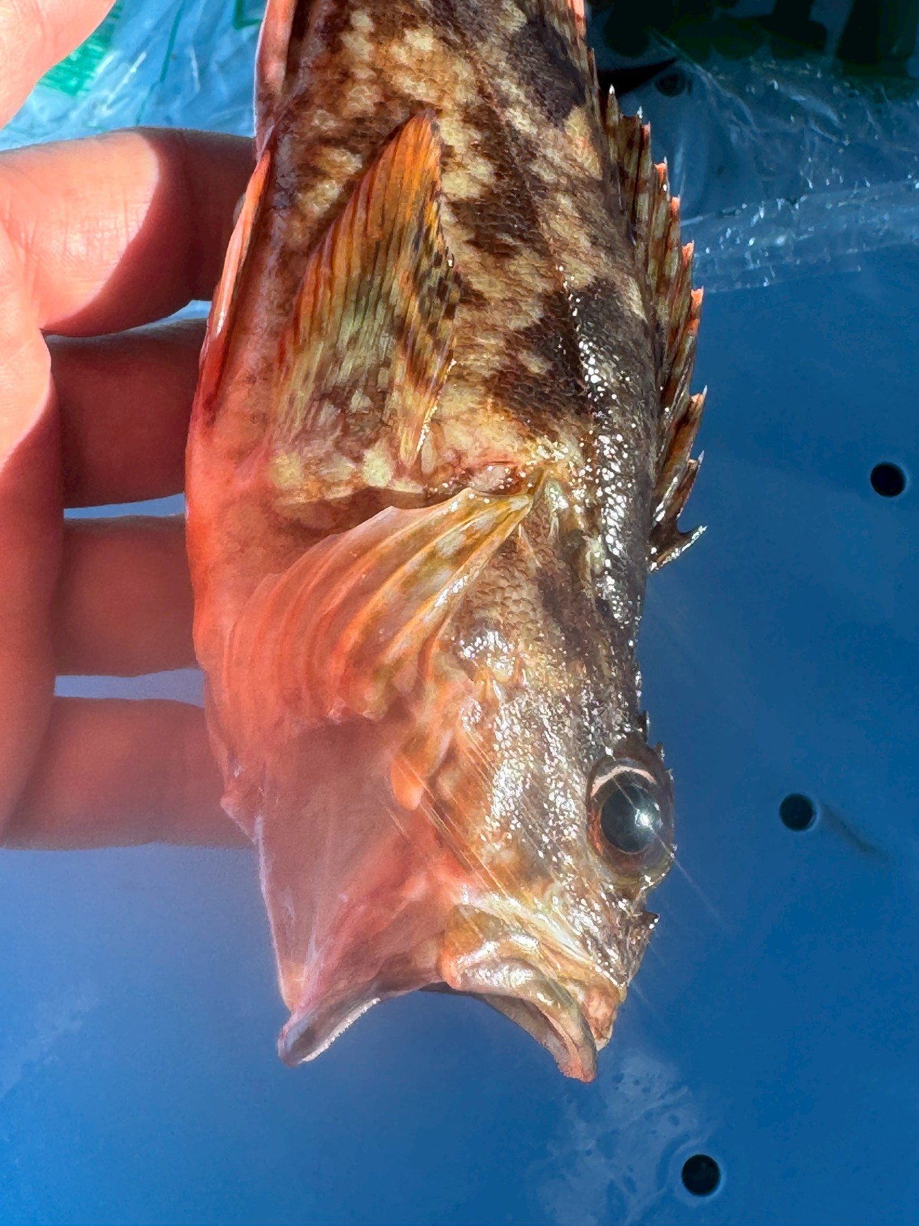 魚が口を開き、エラを広げるのは死後硬直のサイン？ 鮮度の見極めに欠かせないポイントを徹底解説！釣太郎