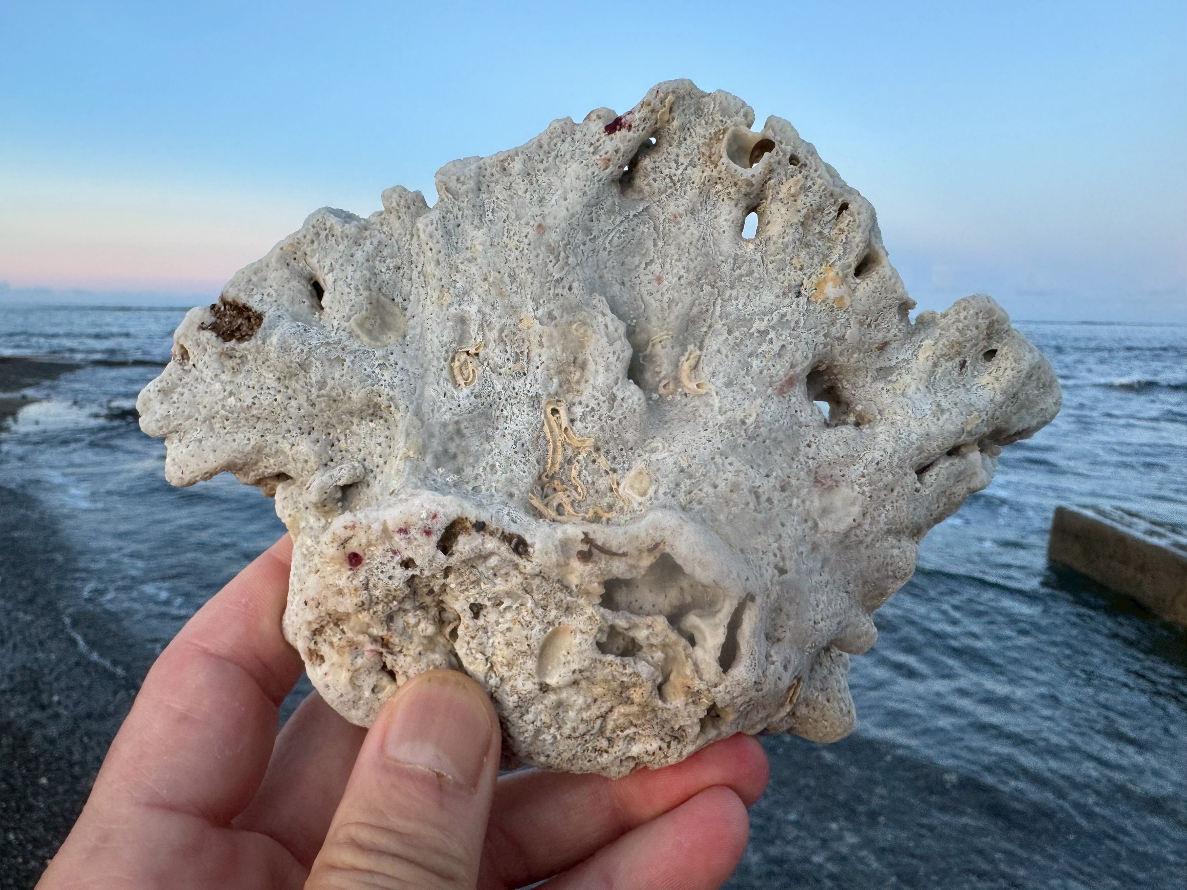 珊瑚の寿命とその“その後”——砂になり、土になり、岩になるまでの長い旅。釣太郎