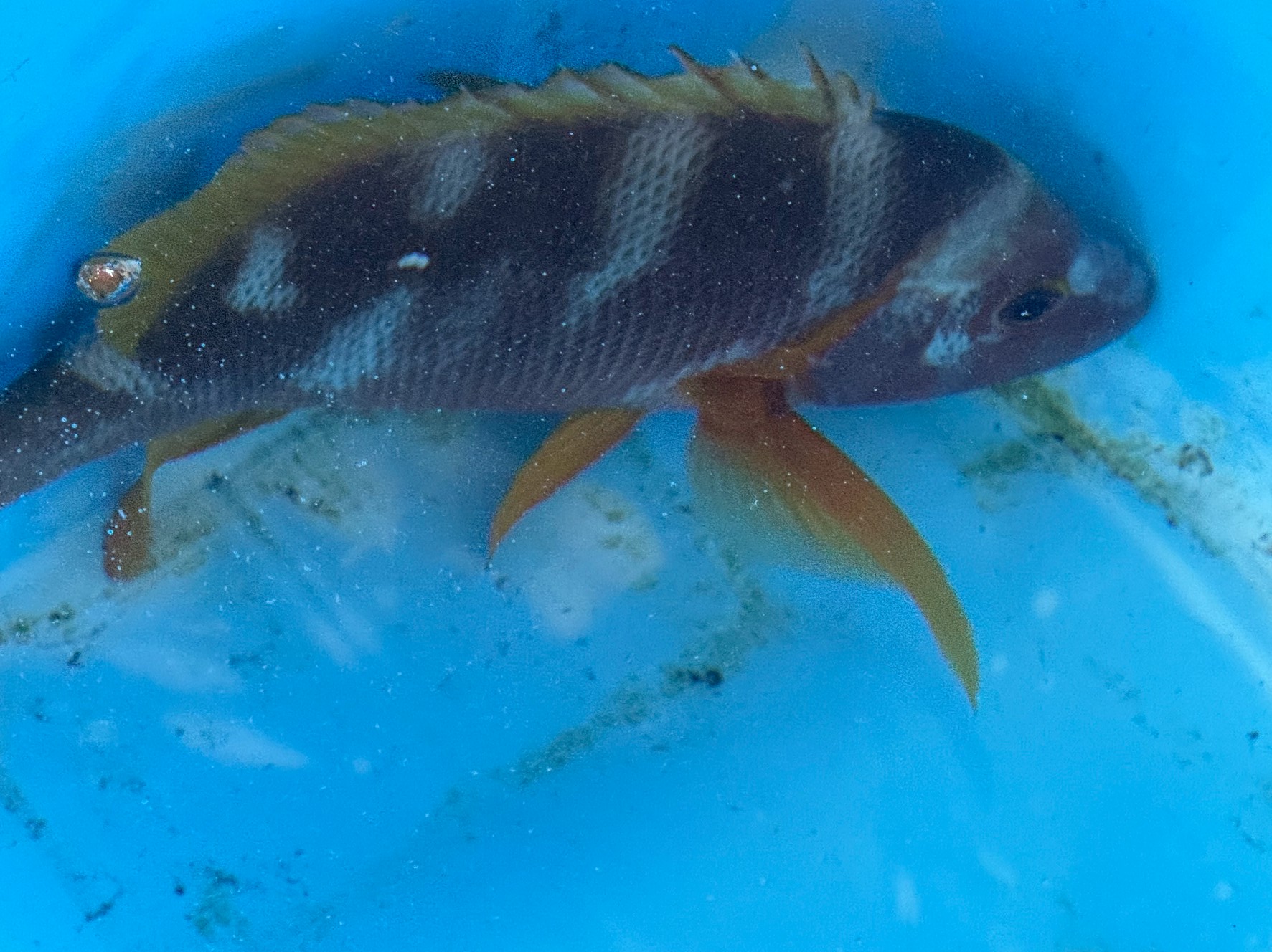 【魚マニア必見】こんなに興奮したシブダイは珍しい！模様くっきりの理由とは？釣太郎