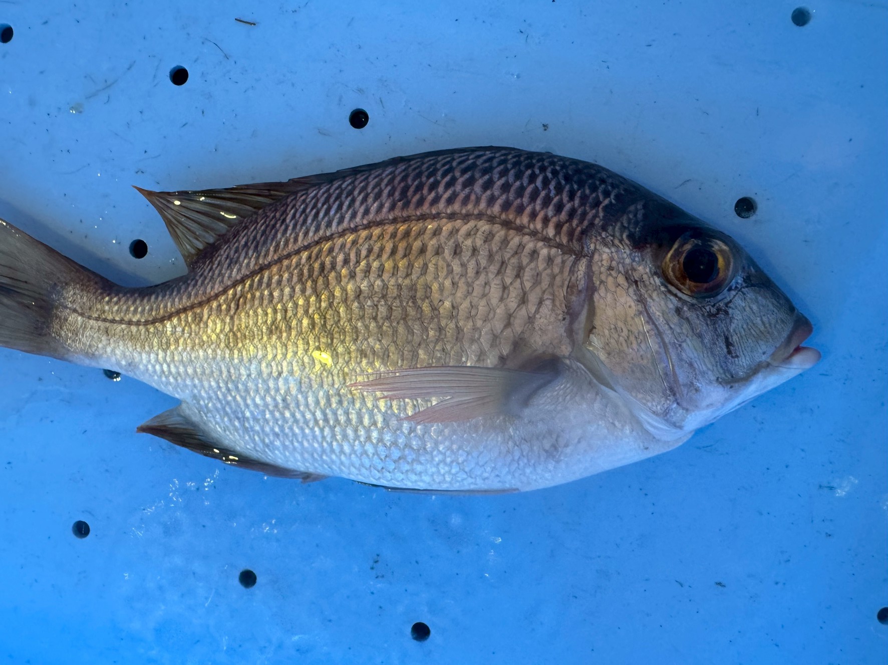 夏のメイチダイはなぜ価値が高い。釣り人と食通が注目する絶品魚の魅力説明。釣太郎