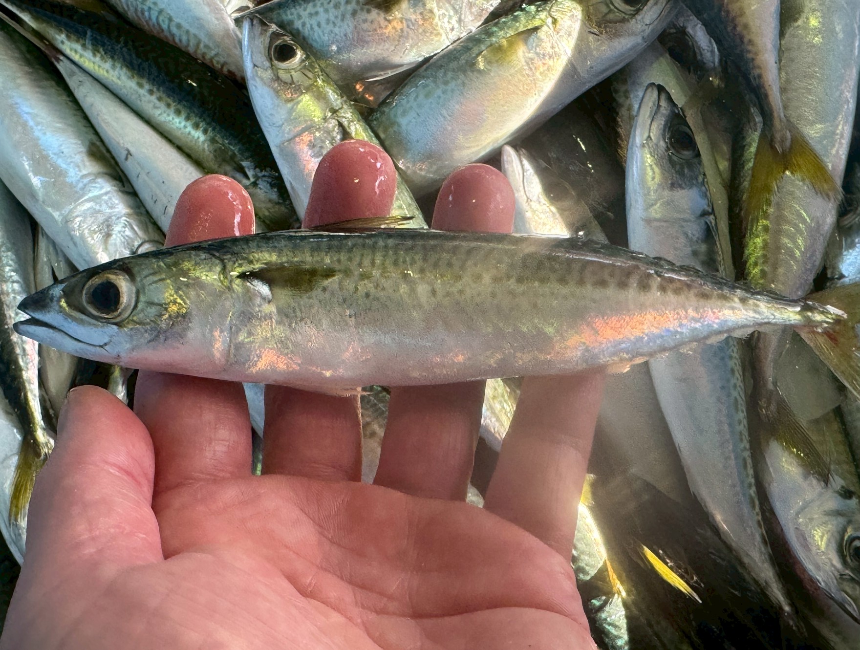 【驚きの成長速度!】サバの生涯とアニサキス対策の全知識.釣太郎