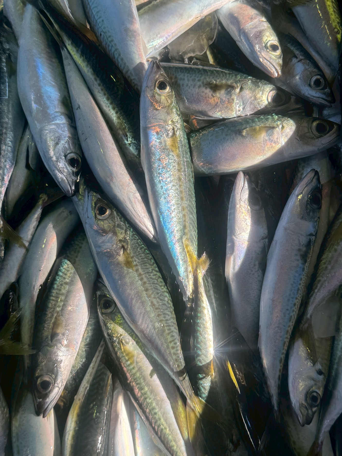 イワシやサバが安価である理由は、大量漁獲による供給過多、鮮度保持の難しさ、そして加工への転用といった複雑な要因が絡み合っています。釣太郎