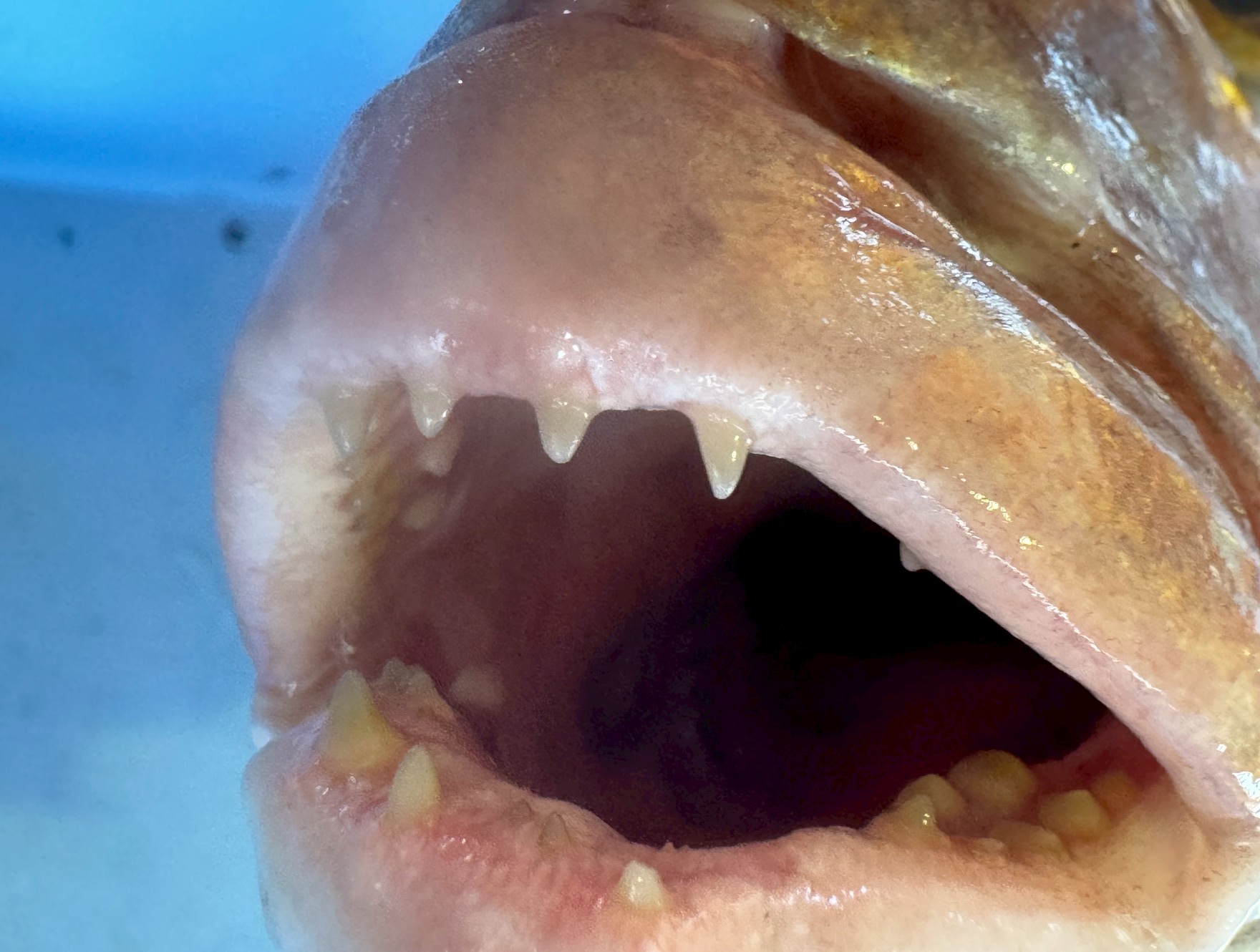 【衝撃画像あり】真鯛の歯ってこんなに鋭い！？釣り人が知っておくべき“歯の構造”と注意点。釣太郎