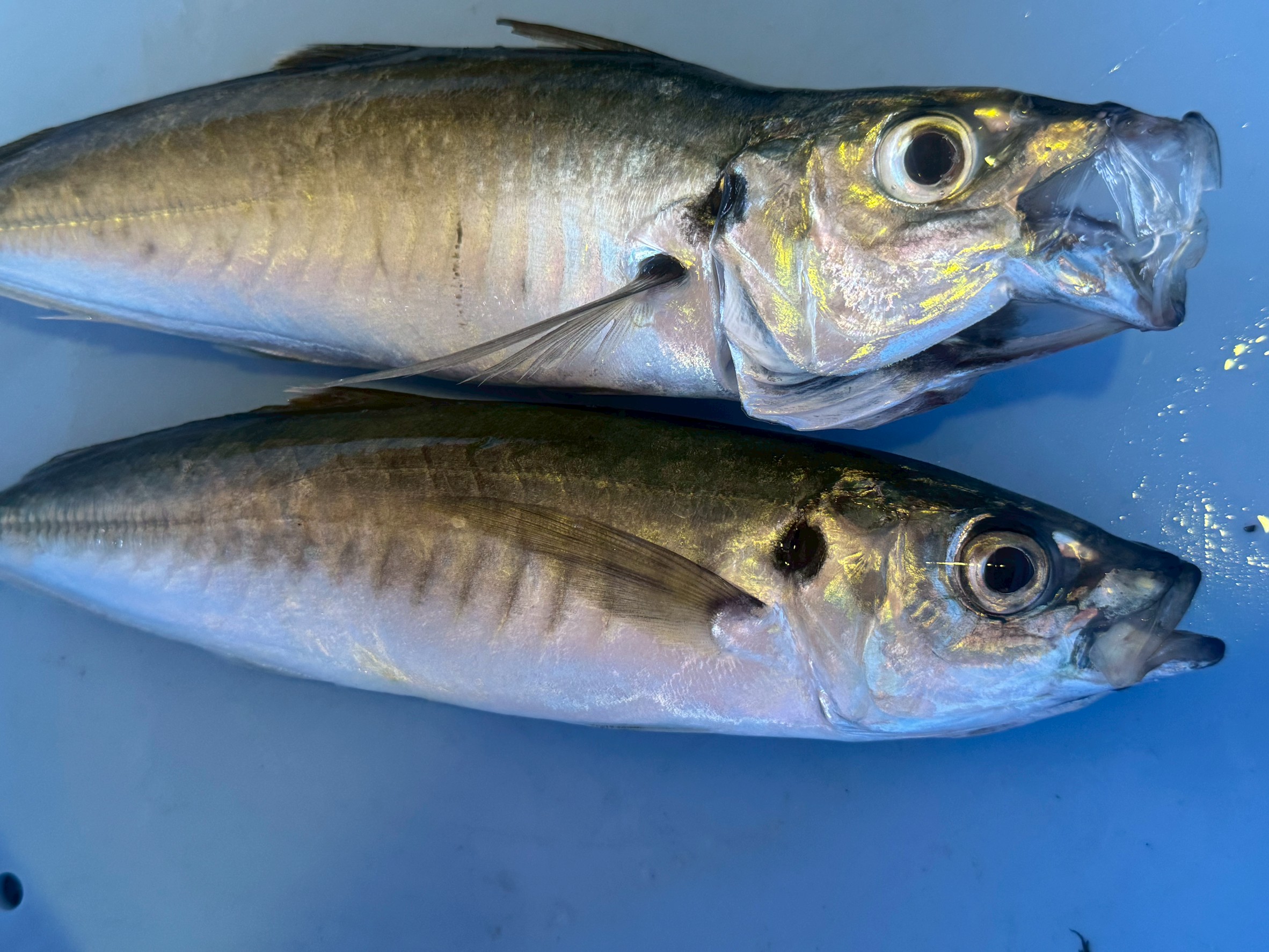 【魚の鮮度見分け方】口を閉じた魚と開いた魚、買うならどっち？AIが徹底解説！釣太郎