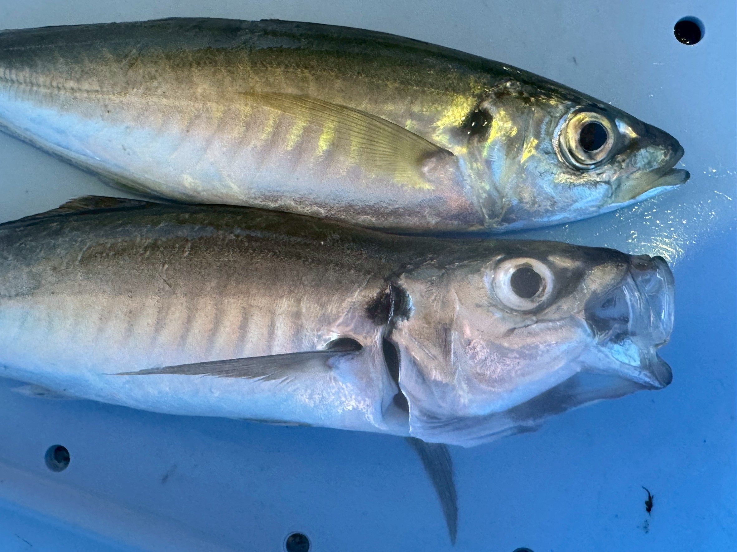 魚の鮮度は様々な要素から判断されますが、口の開閉は重要な目安の一つ。 一般的には、口が閉じている魚の方が鮮度が高い傾向にあります。釣太郎