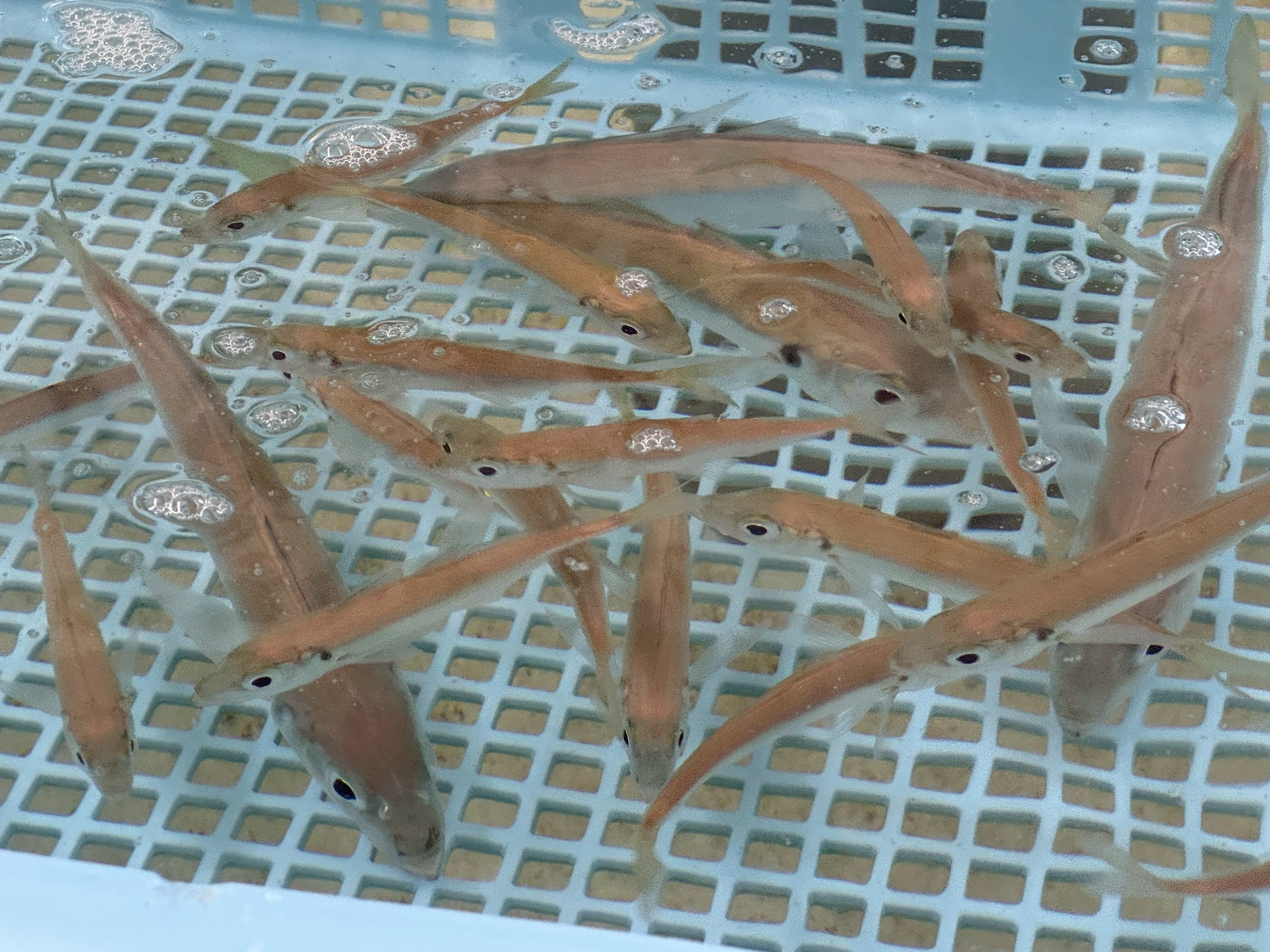 のませ240円、アオリイカ釣り用275円、活アジあります。釣太郎