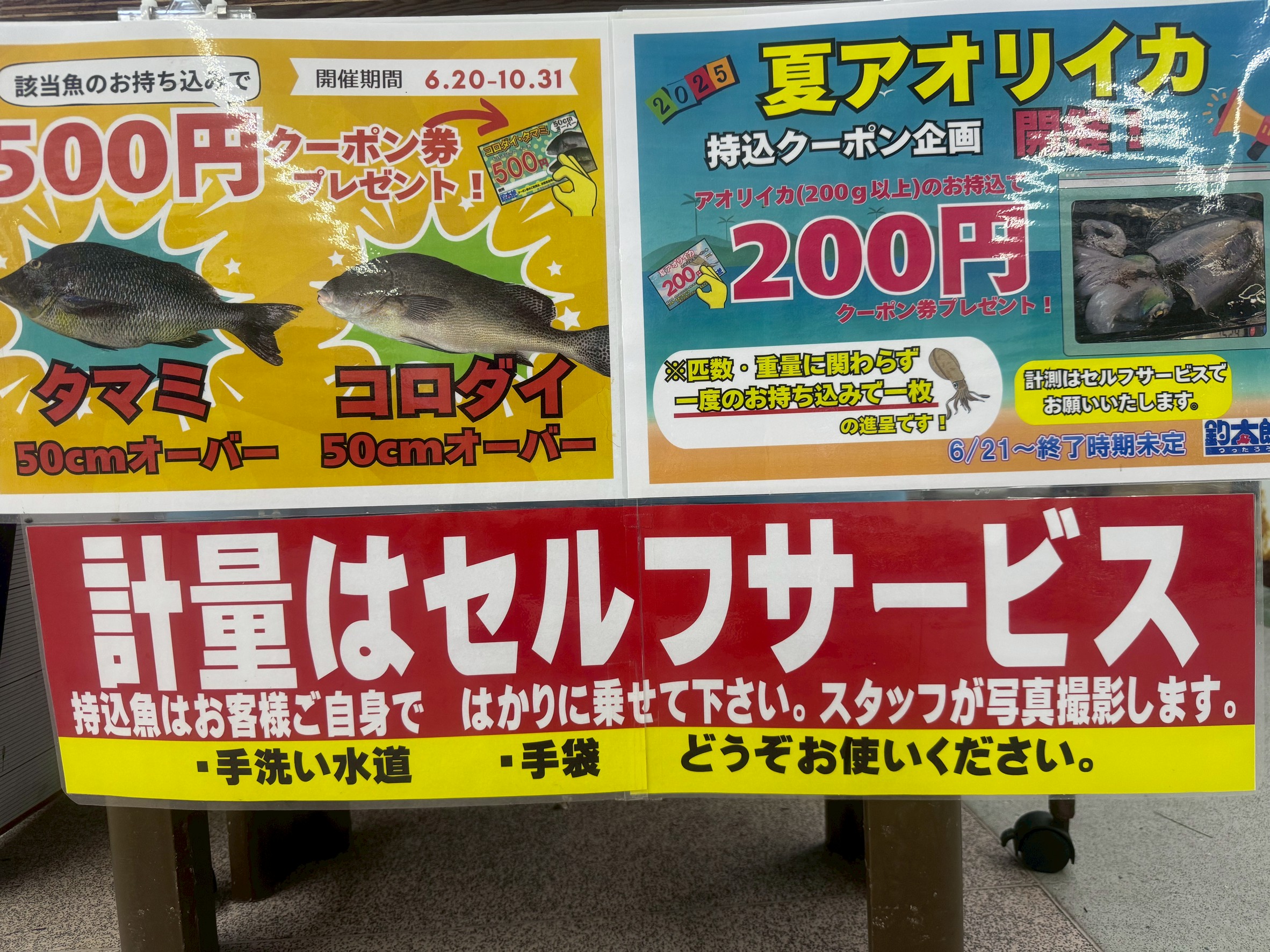 コロダイ、タマン50センチ以上、アオリイカ200ｇ以上クーポン券誤用しています。釣太郎