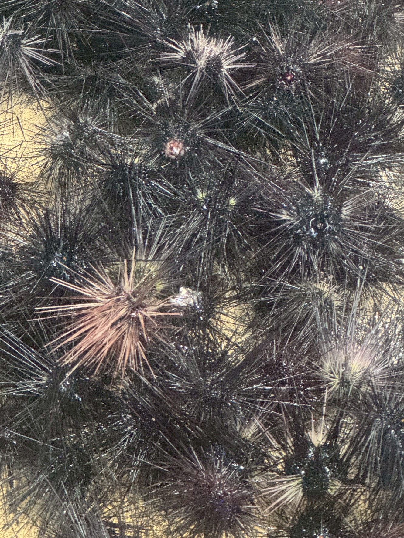 石鯛釣りエサのウニ、本日も入荷します。週末分予約お待ちしています。釣太郎