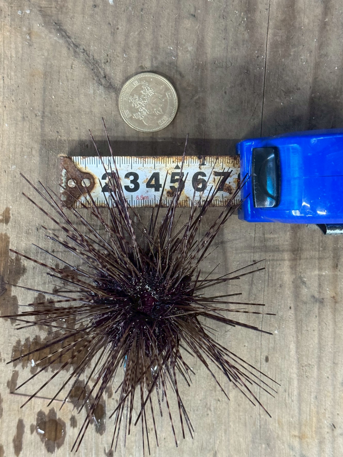 ウニ中粒売り切れ。小粒直径5センチ以内1個160円あります。釣太郎