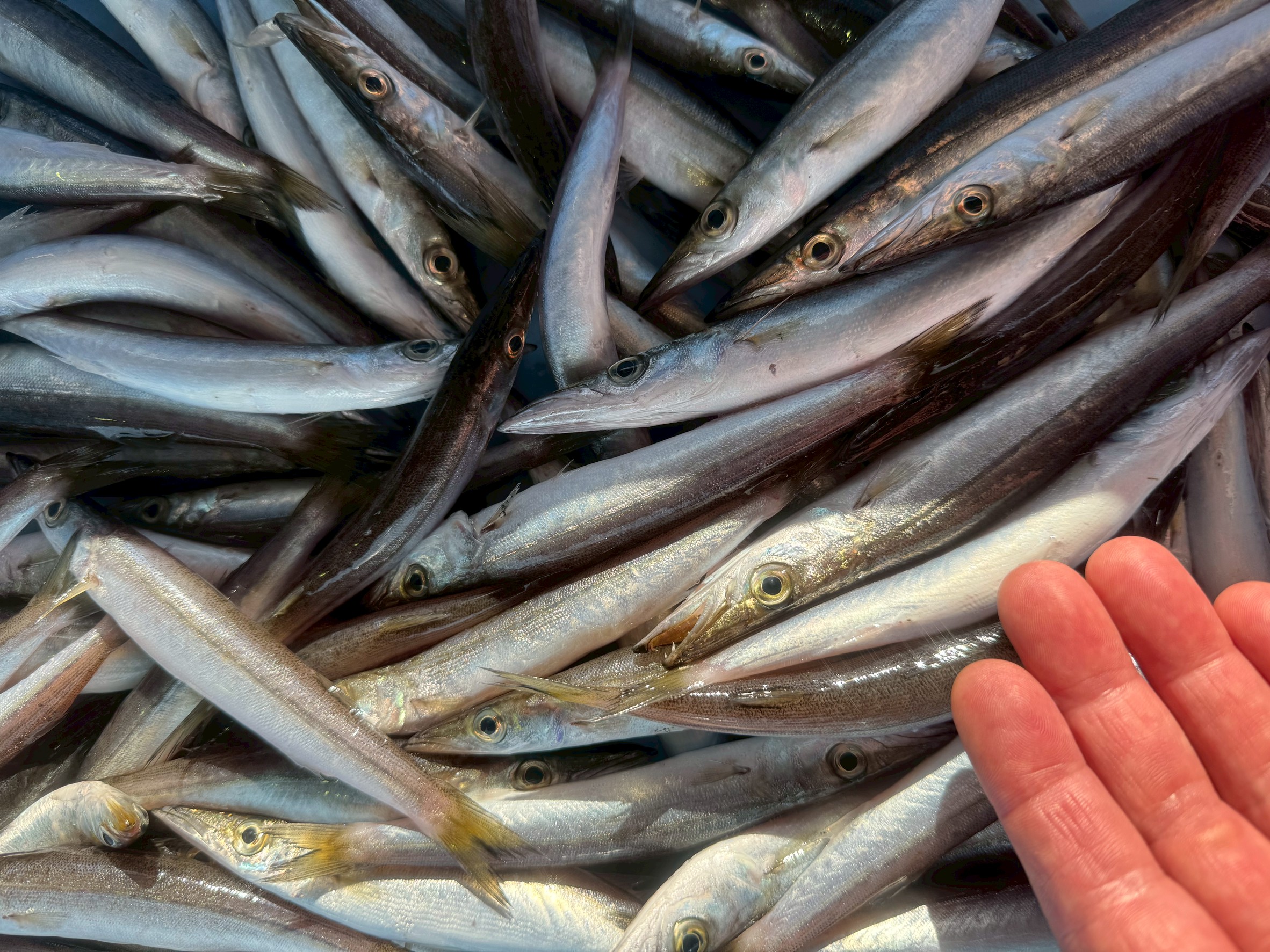 夏のカマスはなぜ小さい？その理由と釣り人が知っておきたいポイント。釣太郎