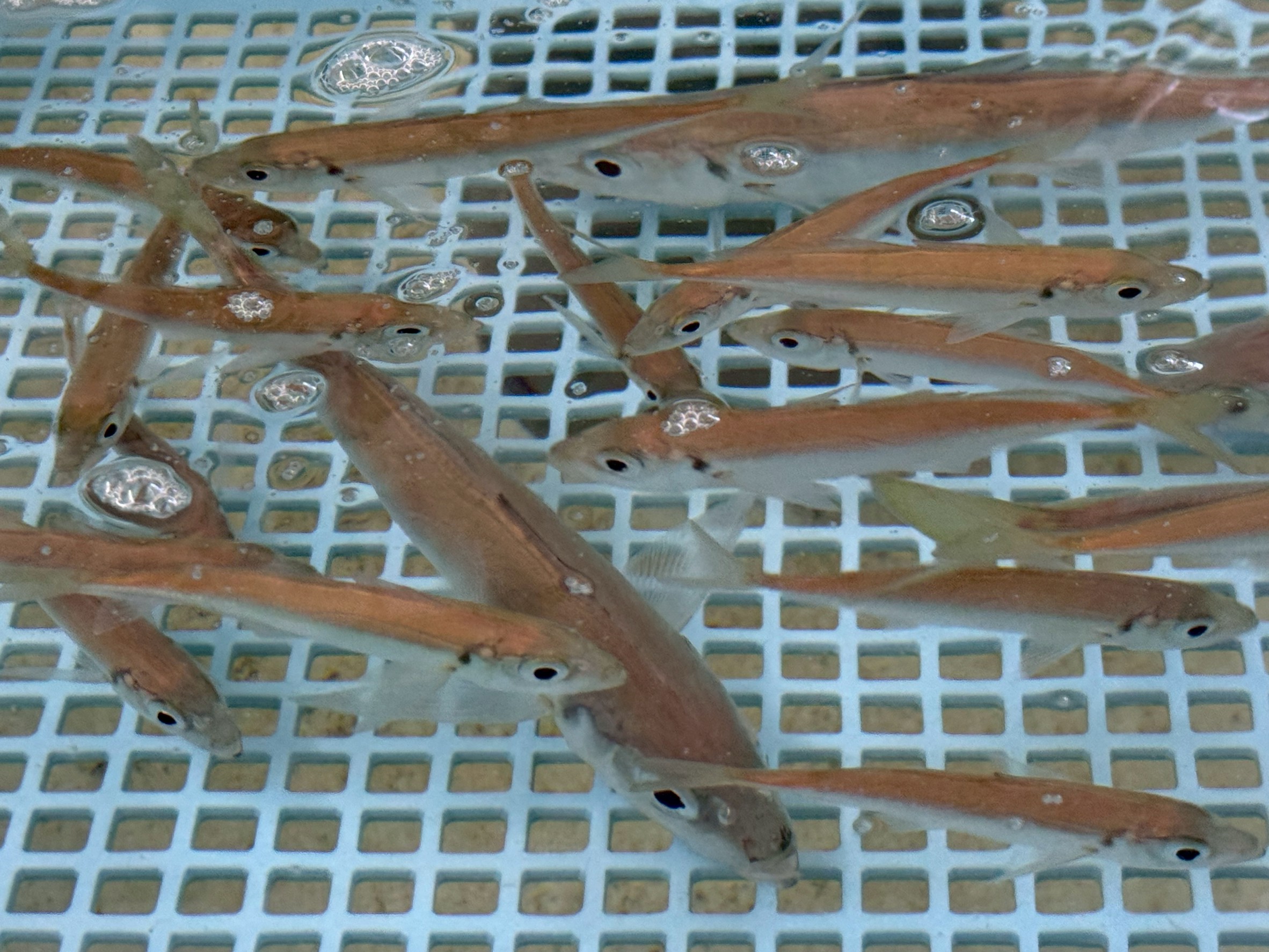 のませ用、アオリイカ釣用活アジあります。釣太郎