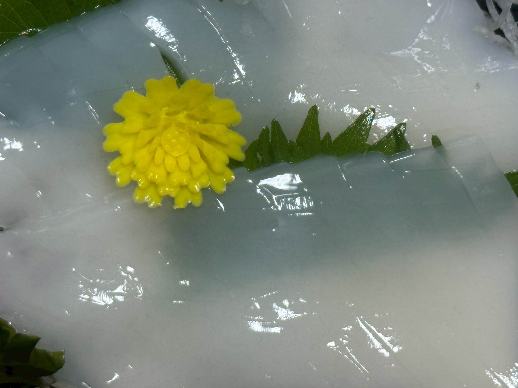 アオリイカはイカの王様として有名ですが、実はうまさだけならアカイカ(ケンサキイカ)のほうが上回ります。釣太郎