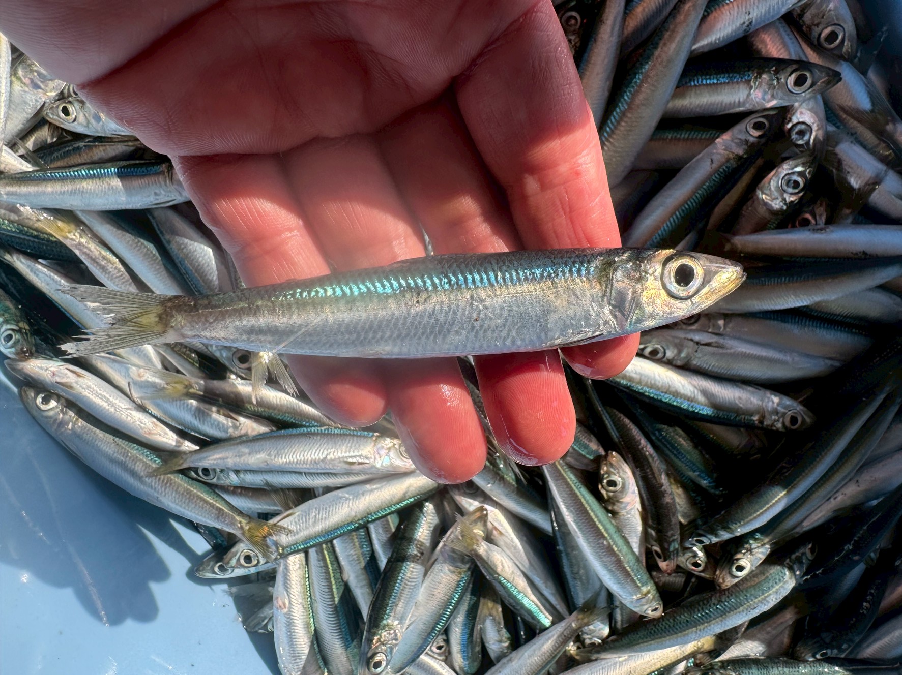 今のウルメイワシは、初夏に比べて一回り大きく、食味も最高レベル。釣太郎