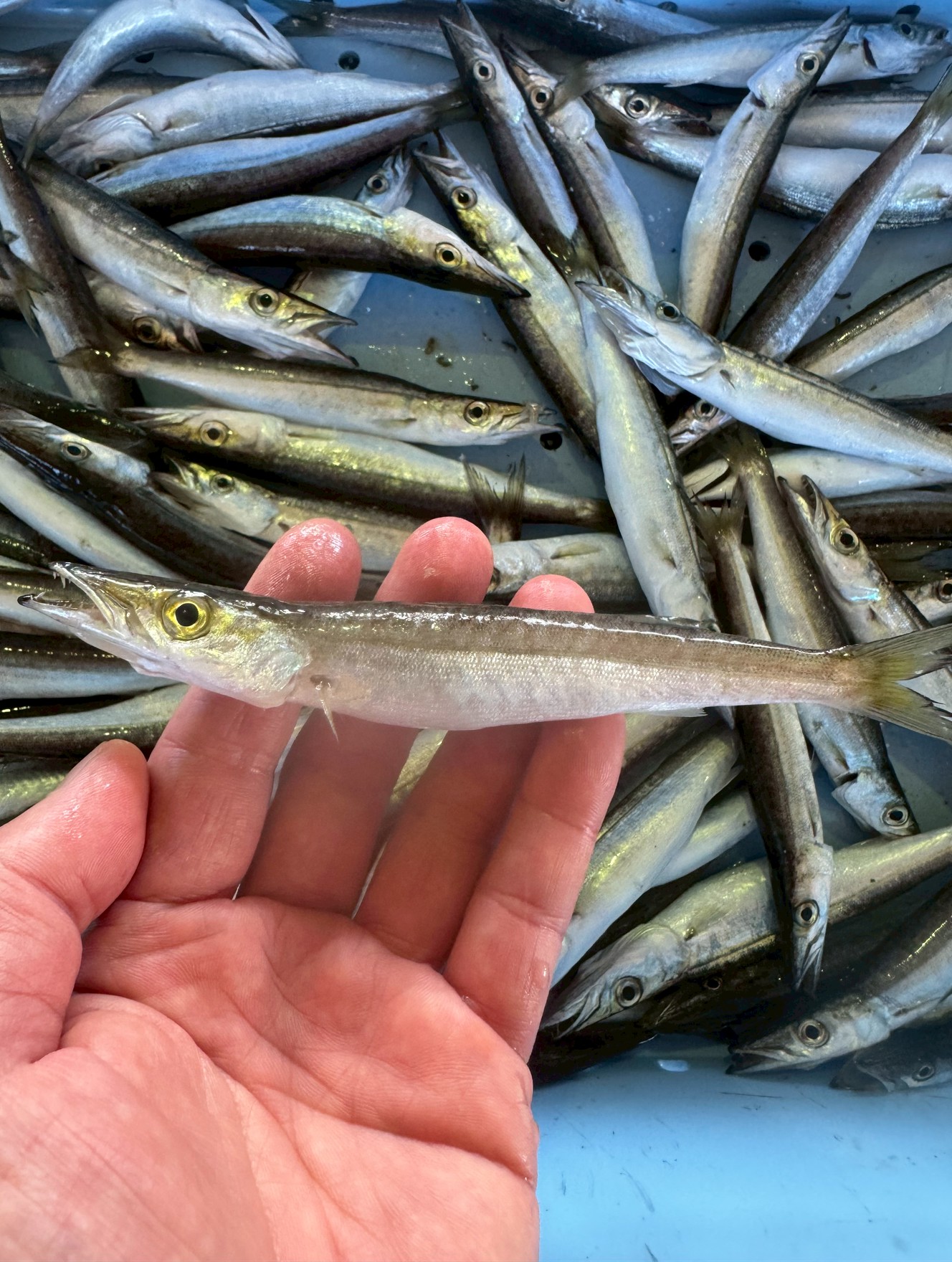 【釣り人＆食通注目】南紀の夏名物「カマス子」！見た目は地味でも食べて驚く絶品小魚。釣太郎