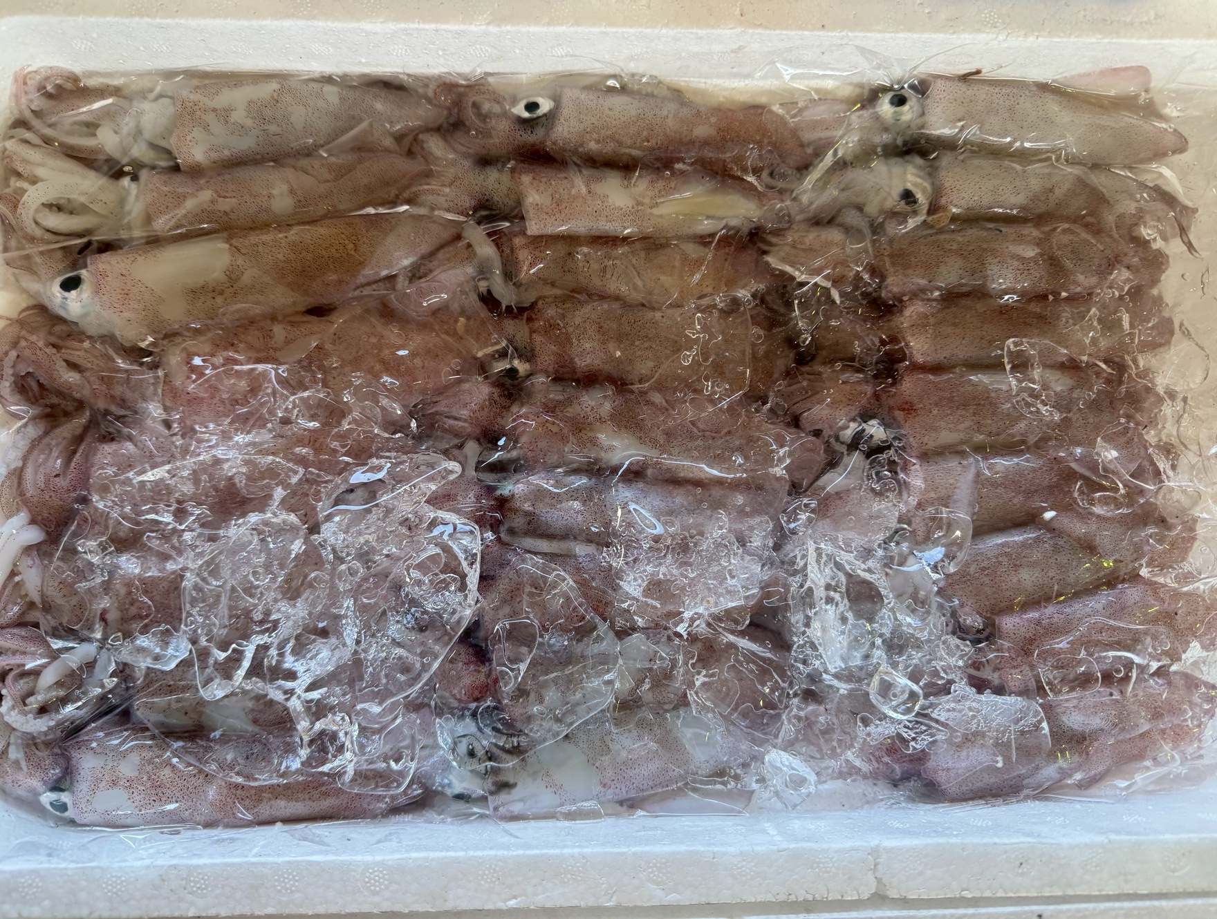 【科学で証明】ケンサキイカ（アカイカ）はアオリイカより旨い！？アミノ酸成分で徹底比較！釣太郎