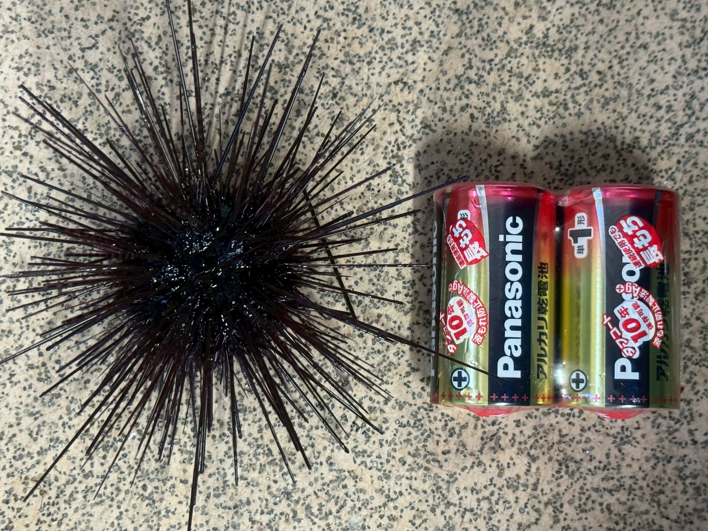 中粒完売ですが、小粒ウニあります。釣太郎