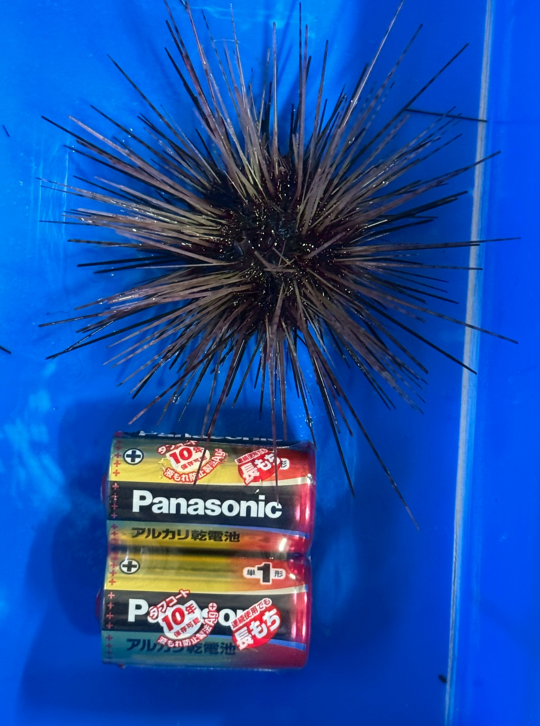 小粒ウニ1個160円あります。釣太郎