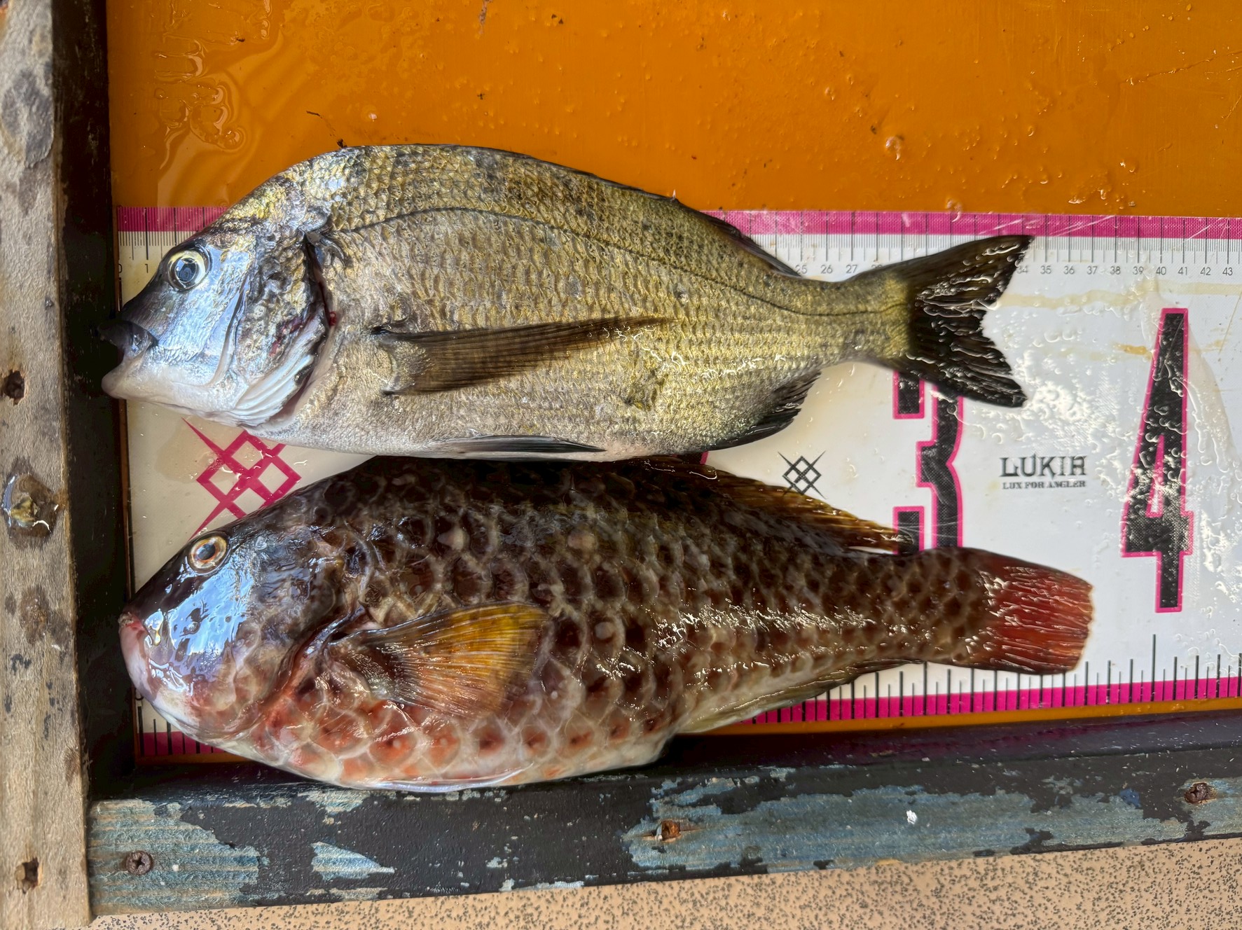 イガミ37㎝とチヌ33㎝の釣果。釣太郎