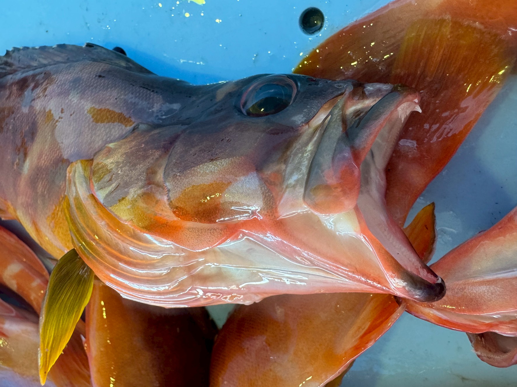 【大迫力！】口を開けた魚の姿に隠された秘密とは？ 釣果写真が映える！ 魚の「決め顔」を徹底解説。釣太郎