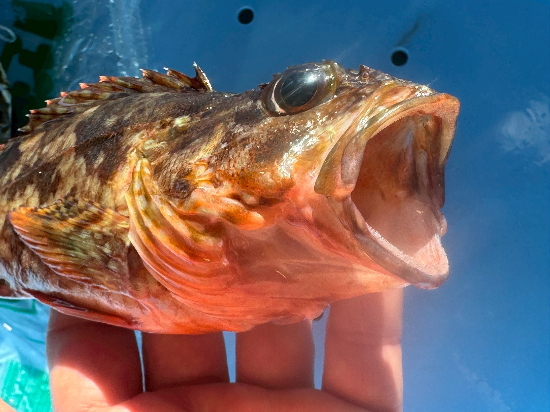 【釣り人必見】口を開けている魚=死後硬直状態!鮮度が高い魚の見極め方。釣太郎