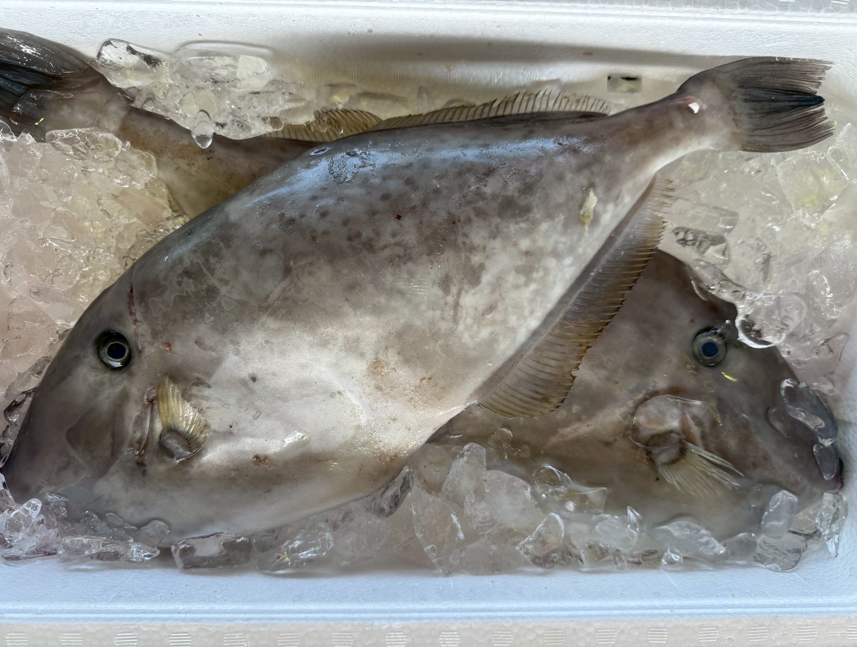 【意外と美味しい！】ウスバハギの魅力と特徴を徹底解説！釣太郎