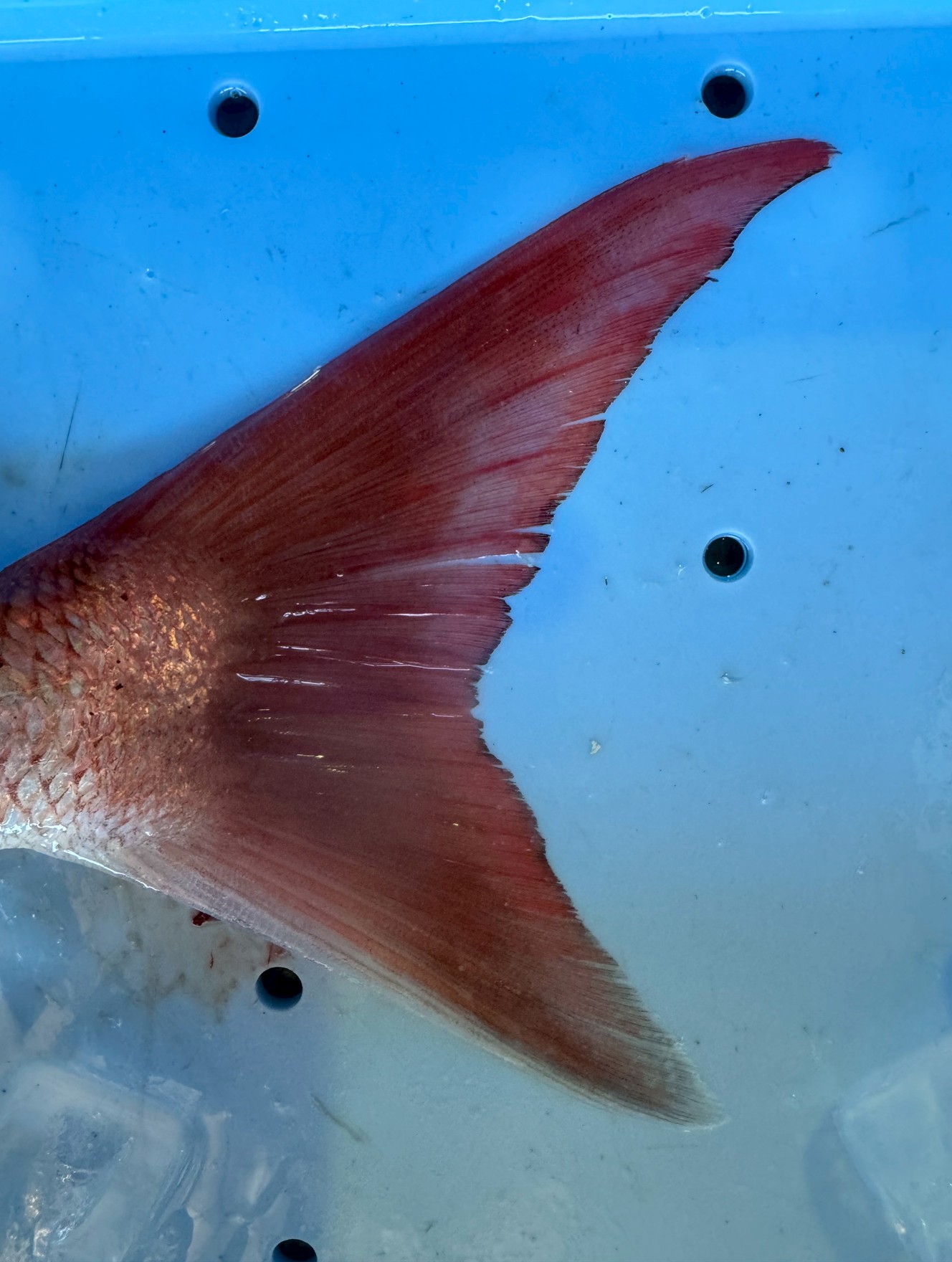 天然マダイの尾鰭は、このように鋭角なのは、広大な海を自由に泳ぎ回る中で、尾鰭を力強く動かし、激しい水流に逆らいながら成長するから。養殖は狭い中で育つので、逆に丸みを帯びています。釣太郎