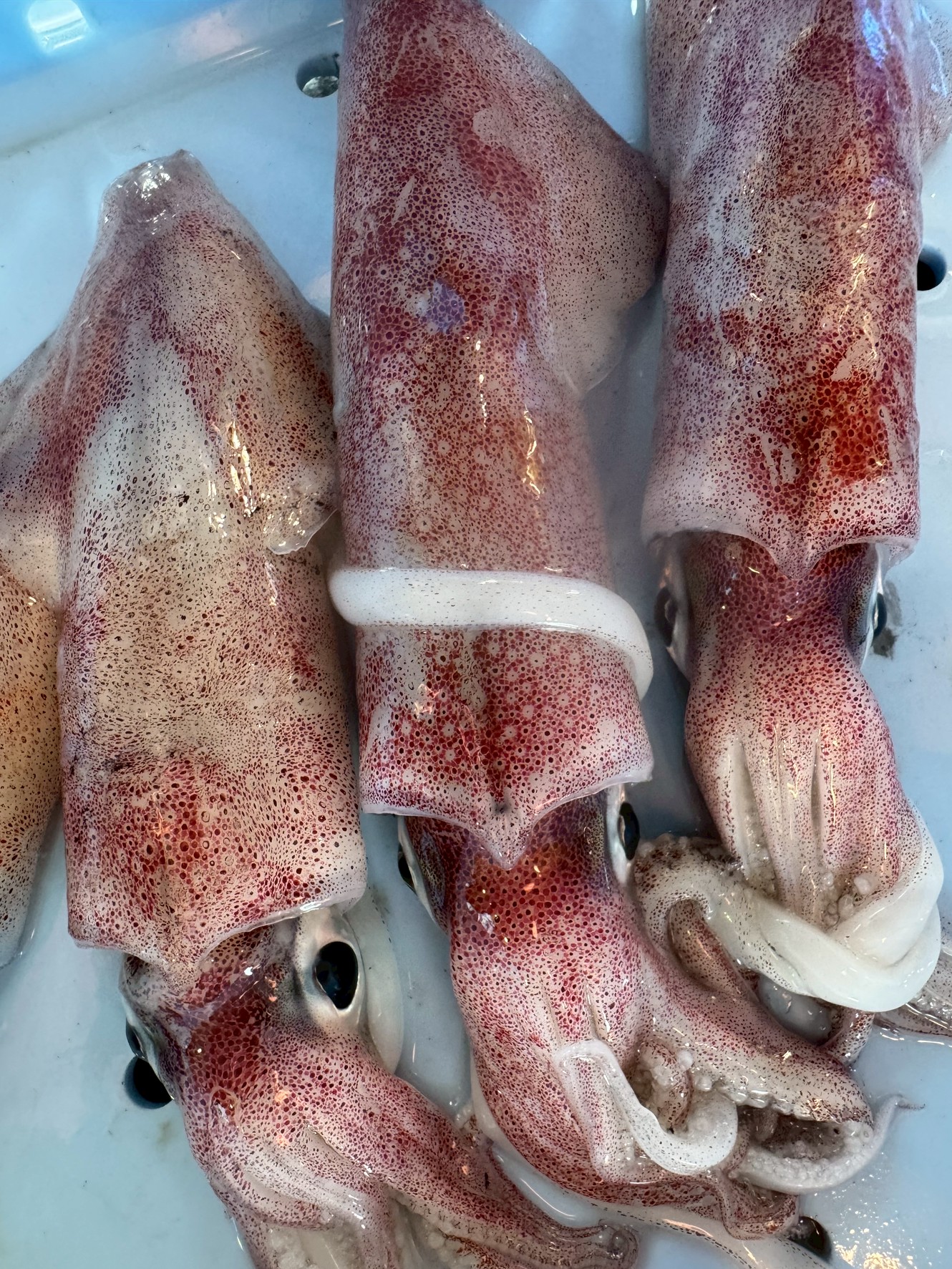 【釣り人必見】アオリイカより旨味が3割多いのに知名度が低い!?ケンサキイカ(アカイカ)の魅力と秘密を徹底解説。釣太郎