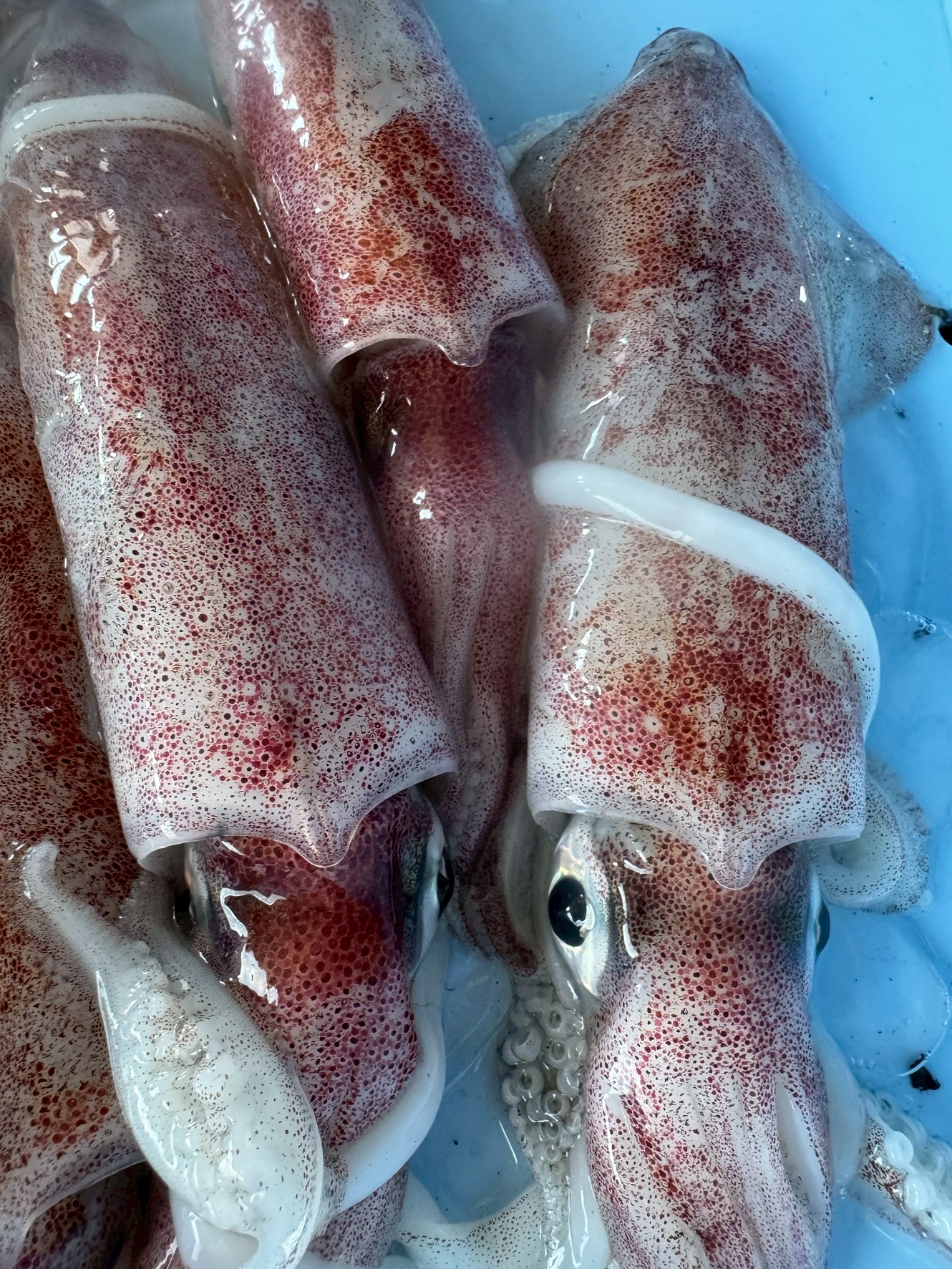 【釣り人必見】ケンサキイカが赤い理由とは?別名「アカイカ」と呼ばれる秘密を徹底解説。釣太郎