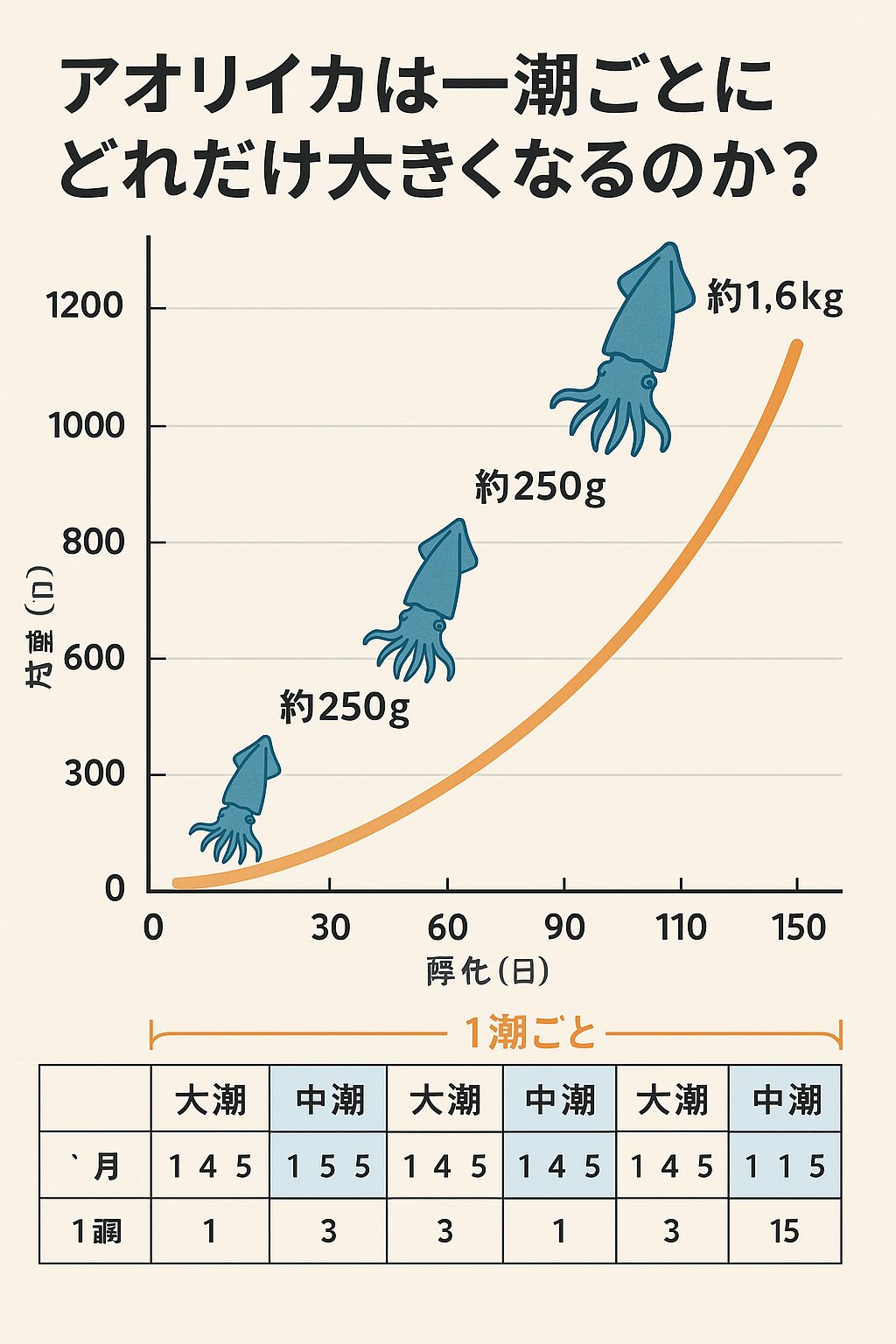 アオリイカは15日で50〜600g成長します。これが一潮ごと大きくなるの意味。釣太郎