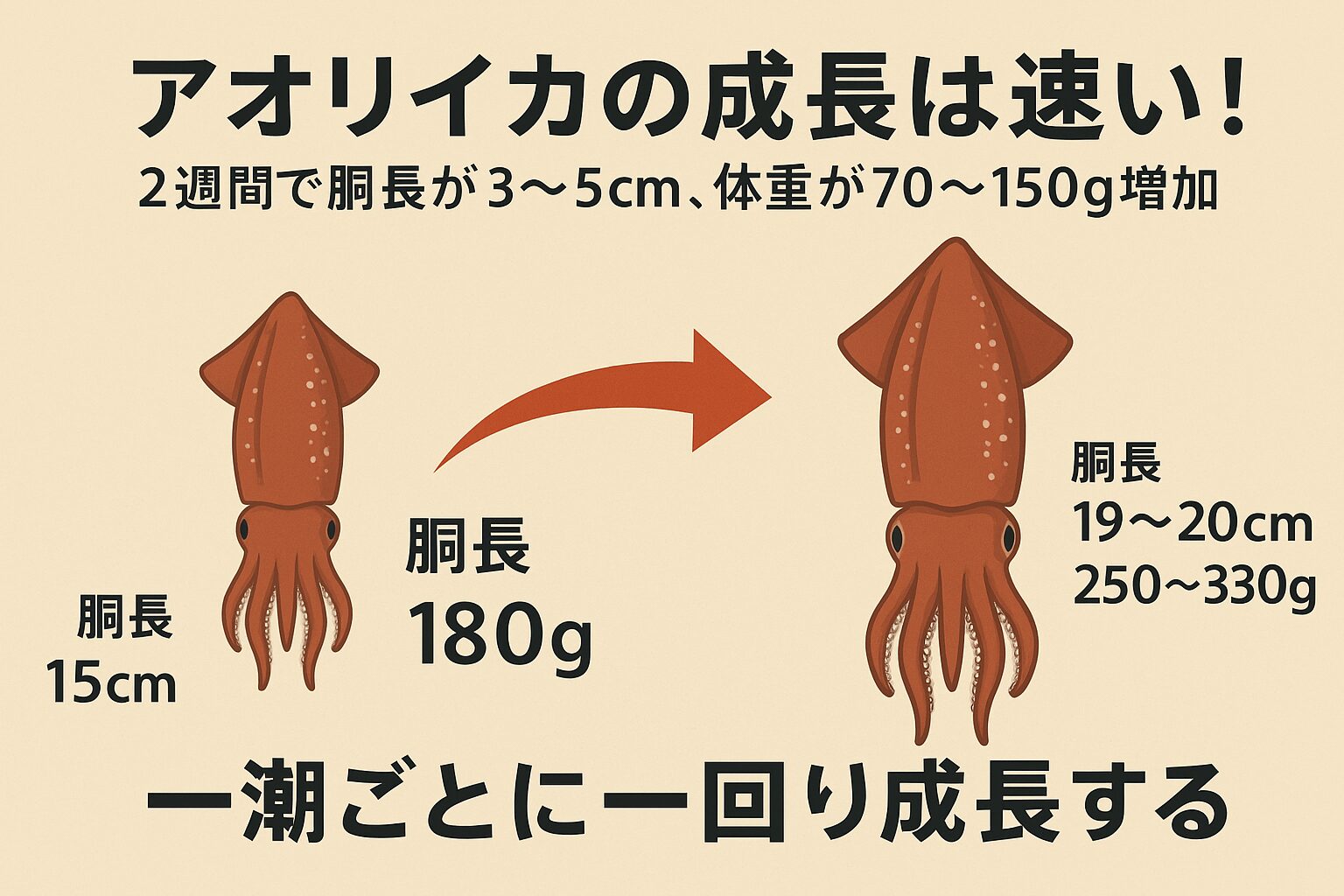 アオリイカは“一潮ごとに一回り”は高水温期(25〜28℃)においてはほぼ正しい。平均的には2週間で胴長3〜5cm・体重70〜150g増が目安。低水温期は成長が半分以下に鈍化するため、この格言は季節限定の現象。釣太郎