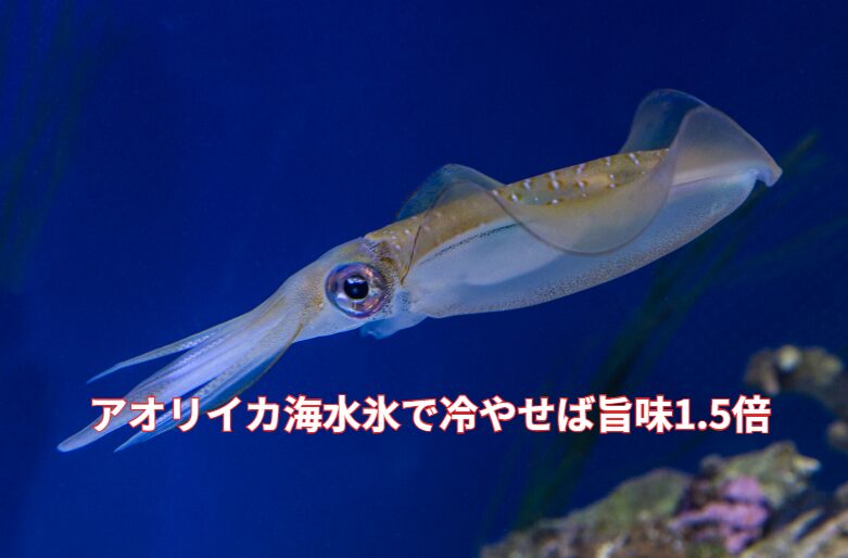 アオリイカの旨味を最大限に引き出す。釣太郎の「海水氷」で1.5倍美味しくなる秘密を解説