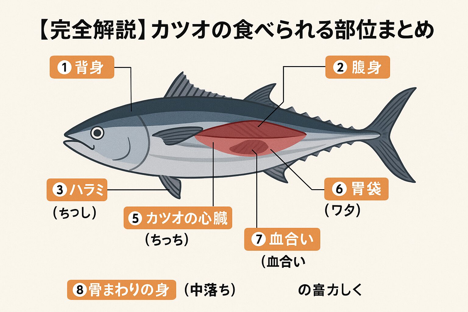 カツオは「背身」「腹身」だけでなく、・カマ・心臓（ちっち）・胃袋・血合い・骨まわりの身といった部位も美味しく食べられる万能な魚です。釣太郎