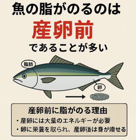 魚の脂がのるのは「産卵期」ではなく「産卵前」が多い・産卵前はエネルギーを蓄えるため、脂が身にたっぷり乗る。釣太郎