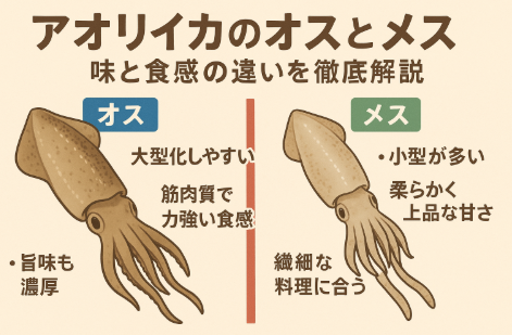 アオリイカ、・オス＝大型・筋肉質・濃厚な旨味・メス＝小型・柔らかい・上品な甘さ。釣太郎