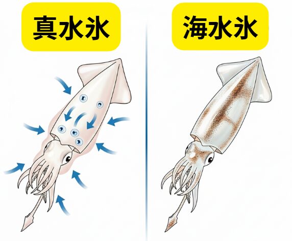 アオリイカの鮮度が30%UP!? 釣太郎の「海水氷」が釣り人の常識を変える!