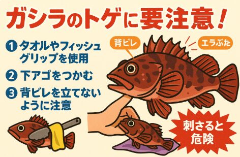 カサゴ(ガシラ)のトゲは背びれ・エラ蓋に集中しており、素手で掴むのは危険。フィッシュグリップやタオルを使い、下あごを持つと安全。釣太郎