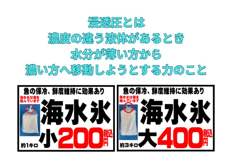 魚やイカの鮮度を守る鍵は「浸透圧」。真水氷 → 浸透圧の差で細胞が膨張 → 身がふやけて旨味が流れる 海水氷 → 浸透圧が安定 → 身が締まり旨味が保持される。釣太郎