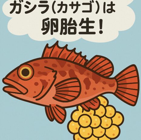 ガシラ(カサゴ)は卵胎生!根付き魚としての驚きの生態を徹底解説。釣太郎