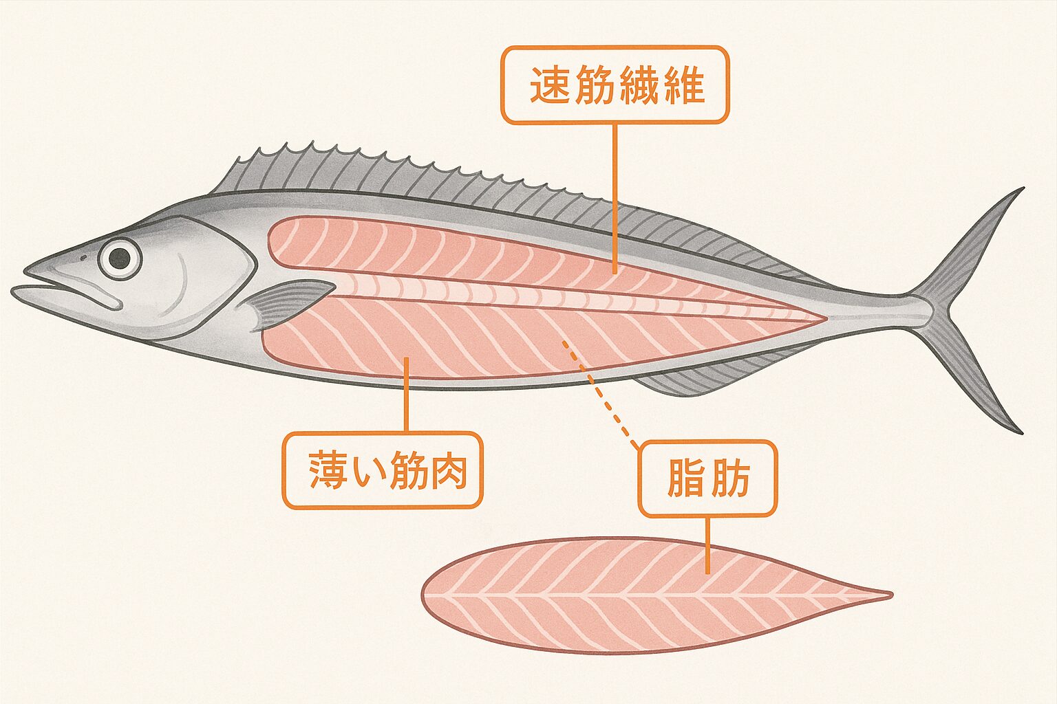 太刀魚の身が柔らかい理由は、・速筋繊維主体の筋肉構造・薄い筋肉と特殊な骨格・高い脂質量による結着力の弱さ・持久力不要な待ち伏せ型の生活習性の4つが重なっているため。釣太郎