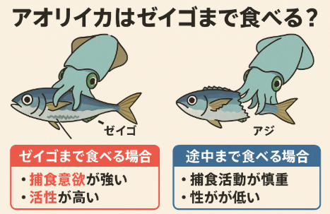 アオリイカの「ゼイゴまで食べる」か「途中でやめる」かは、その日の捕食モードを示すバロメーター。釣太郎