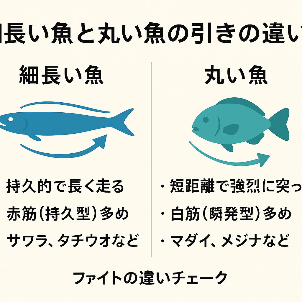 細長い魚は筋肉配列・水流抵抗の少なさ・持久力型筋肉の比率が引きの強さを生む。釣太郎