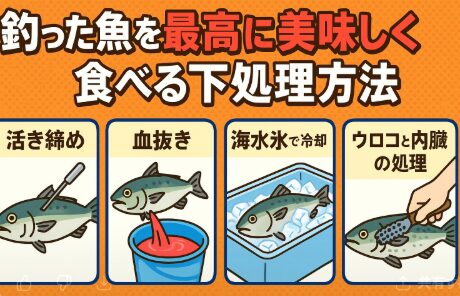 釣った魚を最高に美味しく食べるには、釣った直後の活き締め 。海水を使った血抜き。 海水氷による急冷。帰宅後の丁寧な内臓処理。この流れを守るだけで、魚の味は劇的に変わります。釣太郎